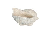 deco sea shell